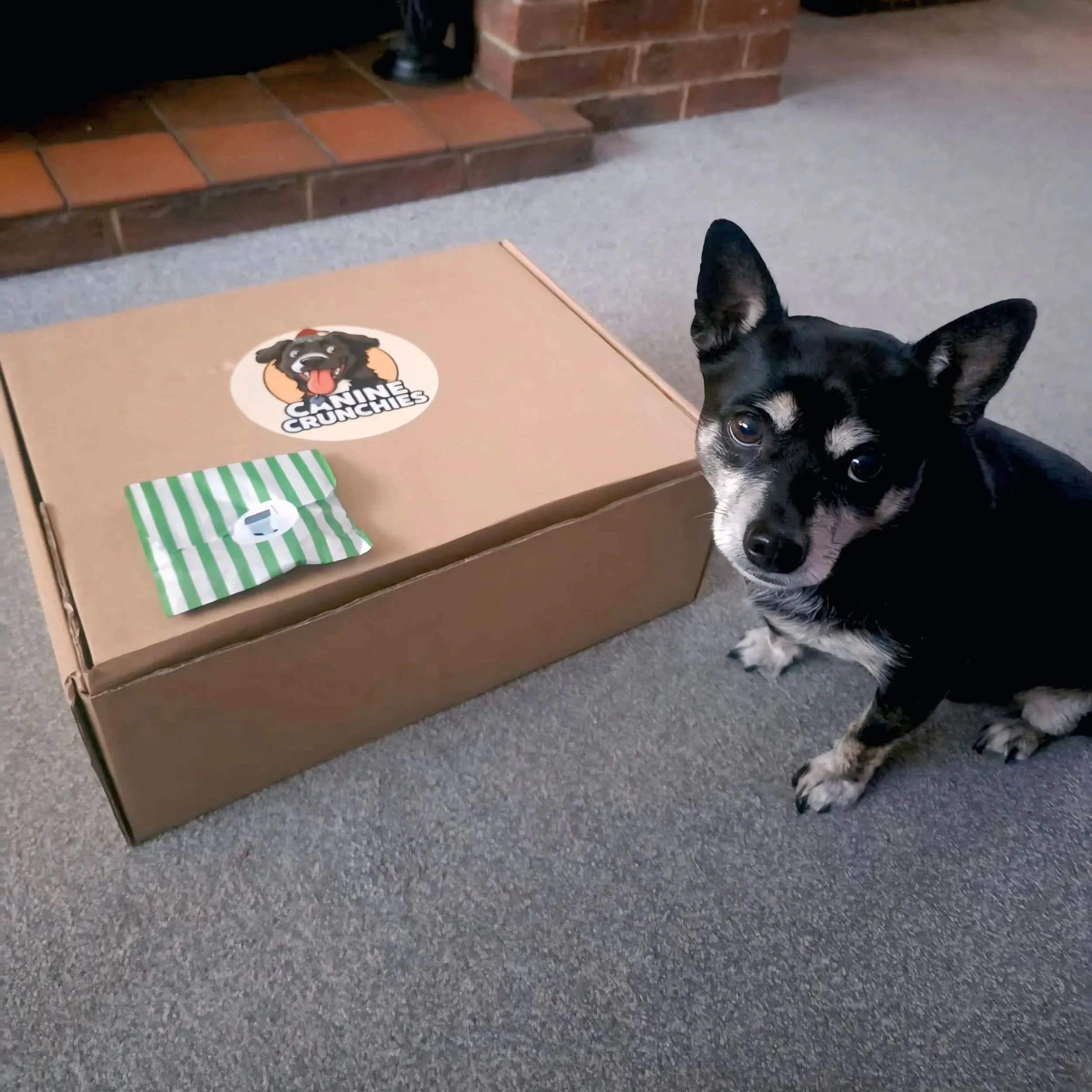 Small black dog sitting next to a Canine Crunchies box
