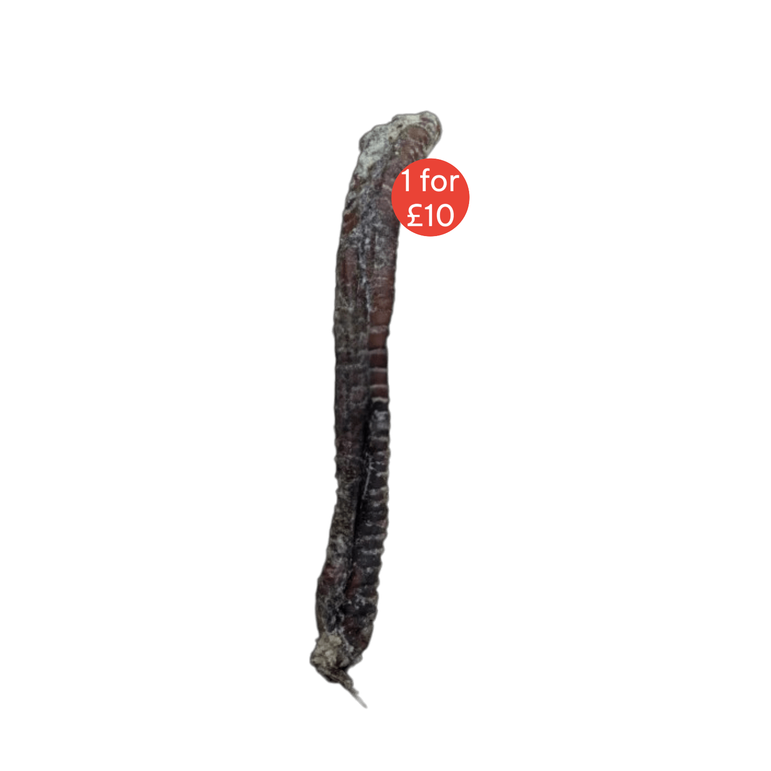 Giant Collagen Filled Bully Tube