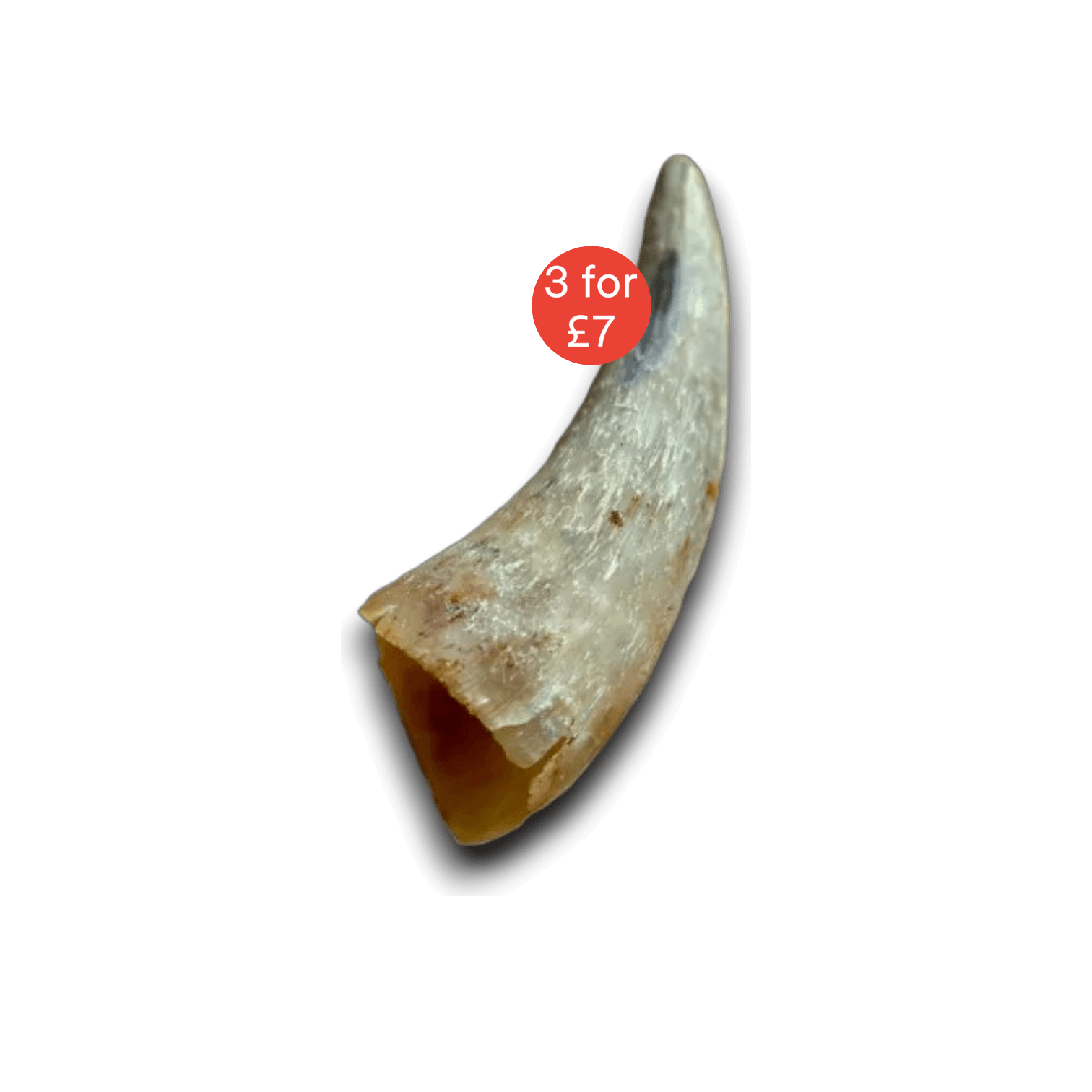 Empty Cow Horn