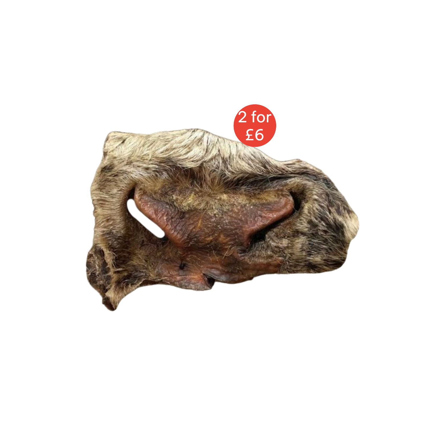 Hairy Bully Snout