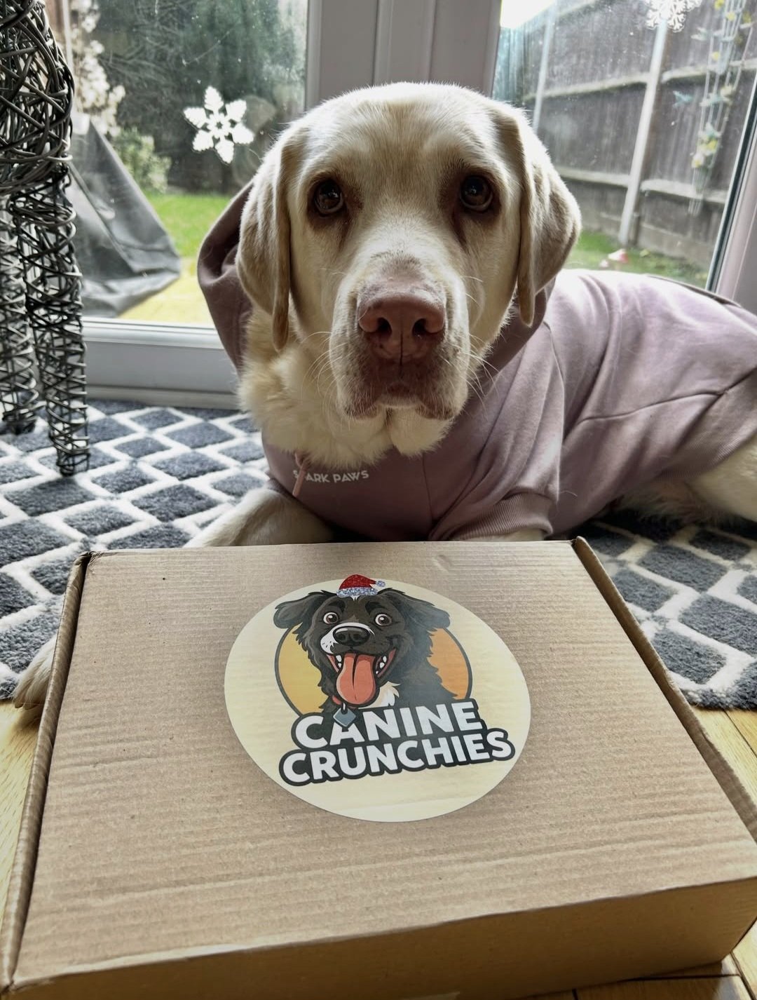 Golden dog laying next to a Canine Crunchies box