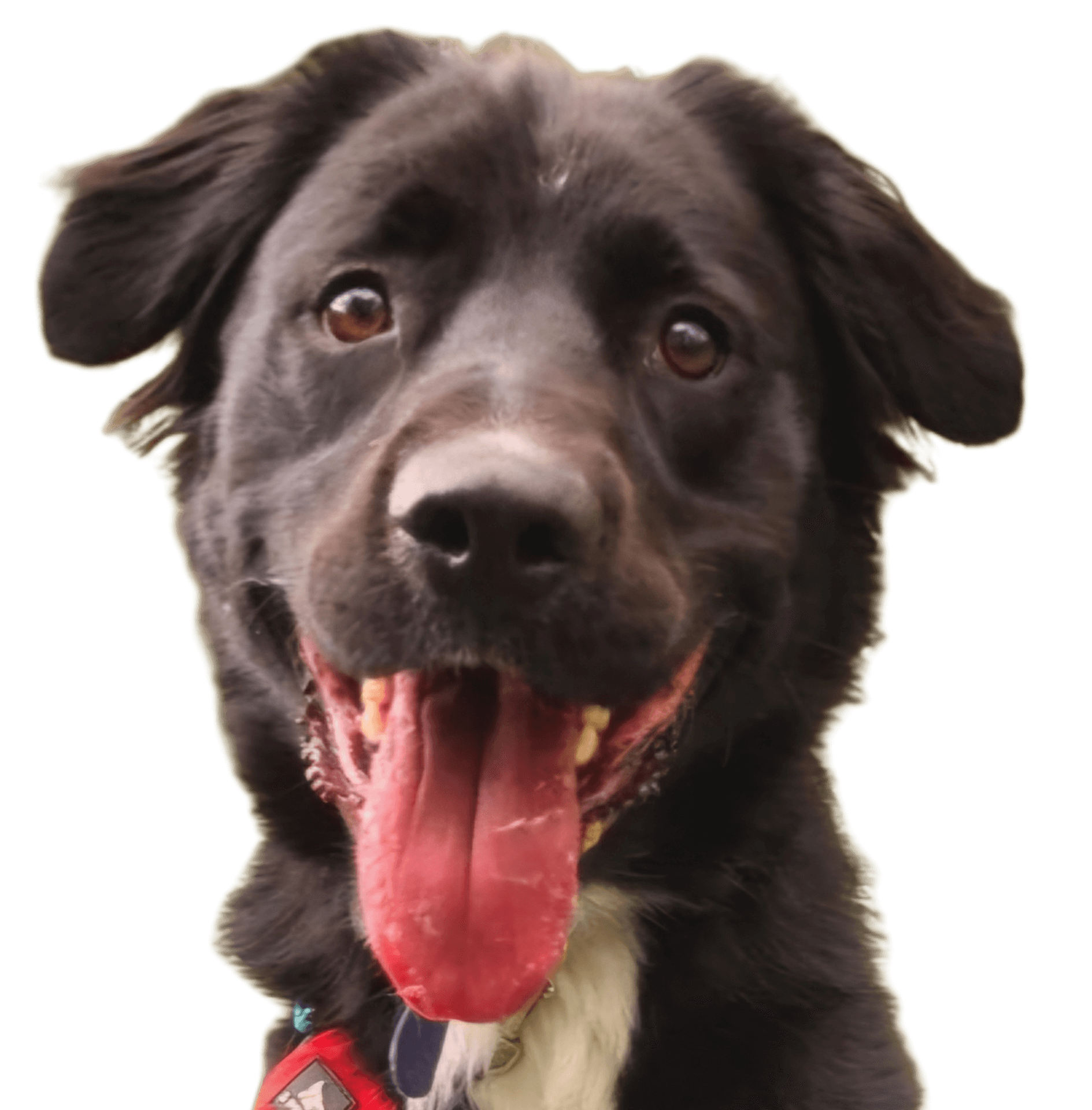 Close-up of a happy black dog with brown eyes, tongue hanging out, wearing a red collar.