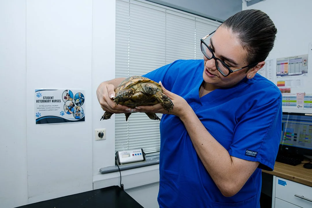 A woman in blue veterinary scrubs holding a small turtle in a clinical setting.