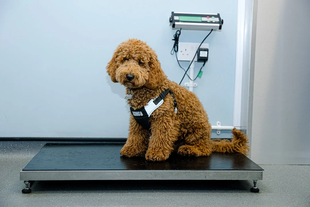 A vet nurse in blue scrubs sitting on the floor and holding a happy tan and white dog against a plain blue background.