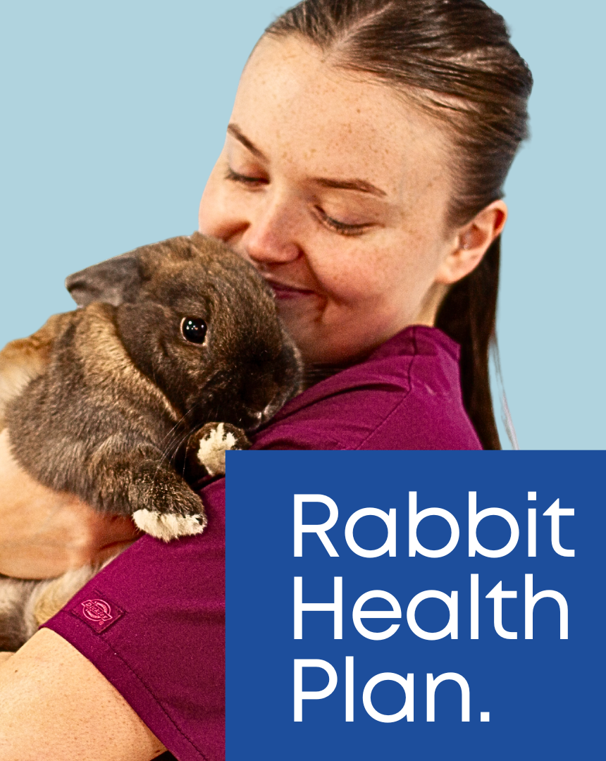 A woman in a purple shirt holding a brown and black rabbit close to her face, with a light blue background. Overlaid text reads 'Rabbit Health Plan.'