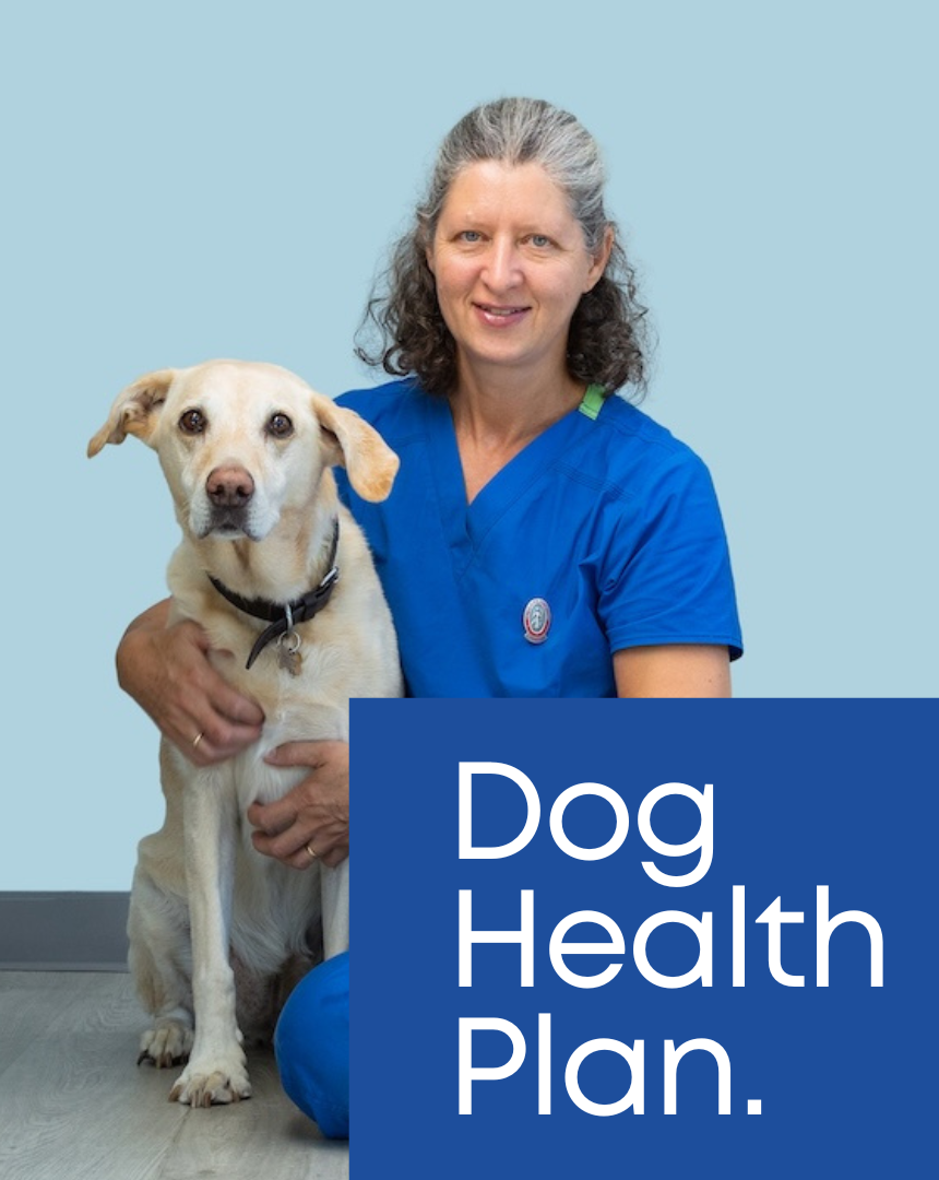 A veterinarian in blue scrubs kneeling next to a yellow Labrador Retriever dog against a light blue background. The dog is sitting and has a black collar. There is a large blue text box in the lower right corner with the words 'Dog Health Plan.'