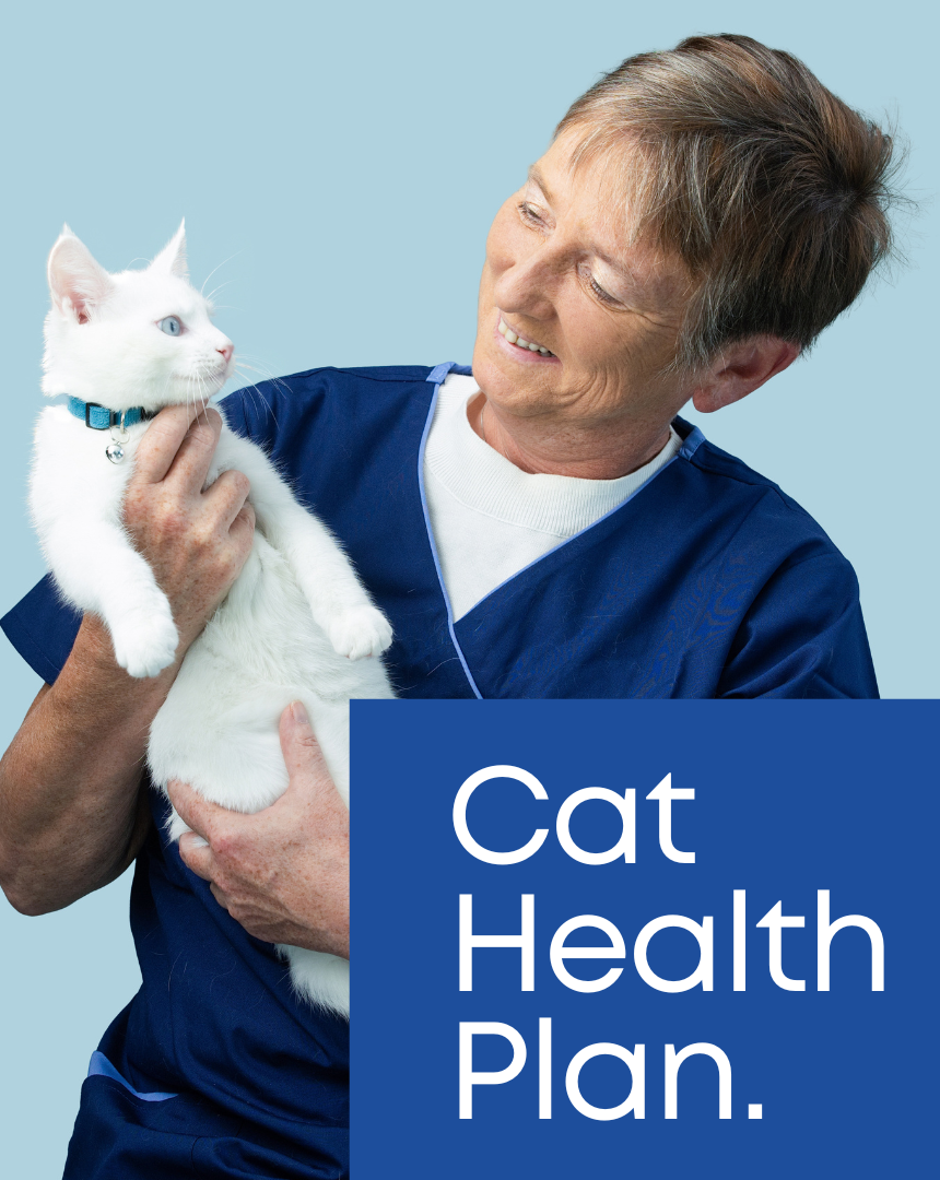 A veterinarian or pet care professional holding a white cat with blue eyes, smiling at the cat, on a light blue background, with a blue text box that says 'Cat Health Plan'.