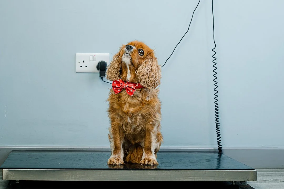 A small brown Cocker Spaniel with long ears and a red polka dot bowtie sits on a grooming table in a pet grooming salon.