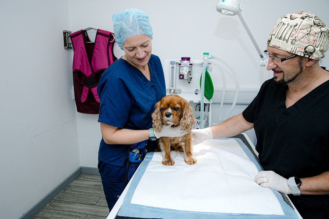 A veterinarian and veterinary nurse examining a small brown dog on an examination table in a veterinary clinic.