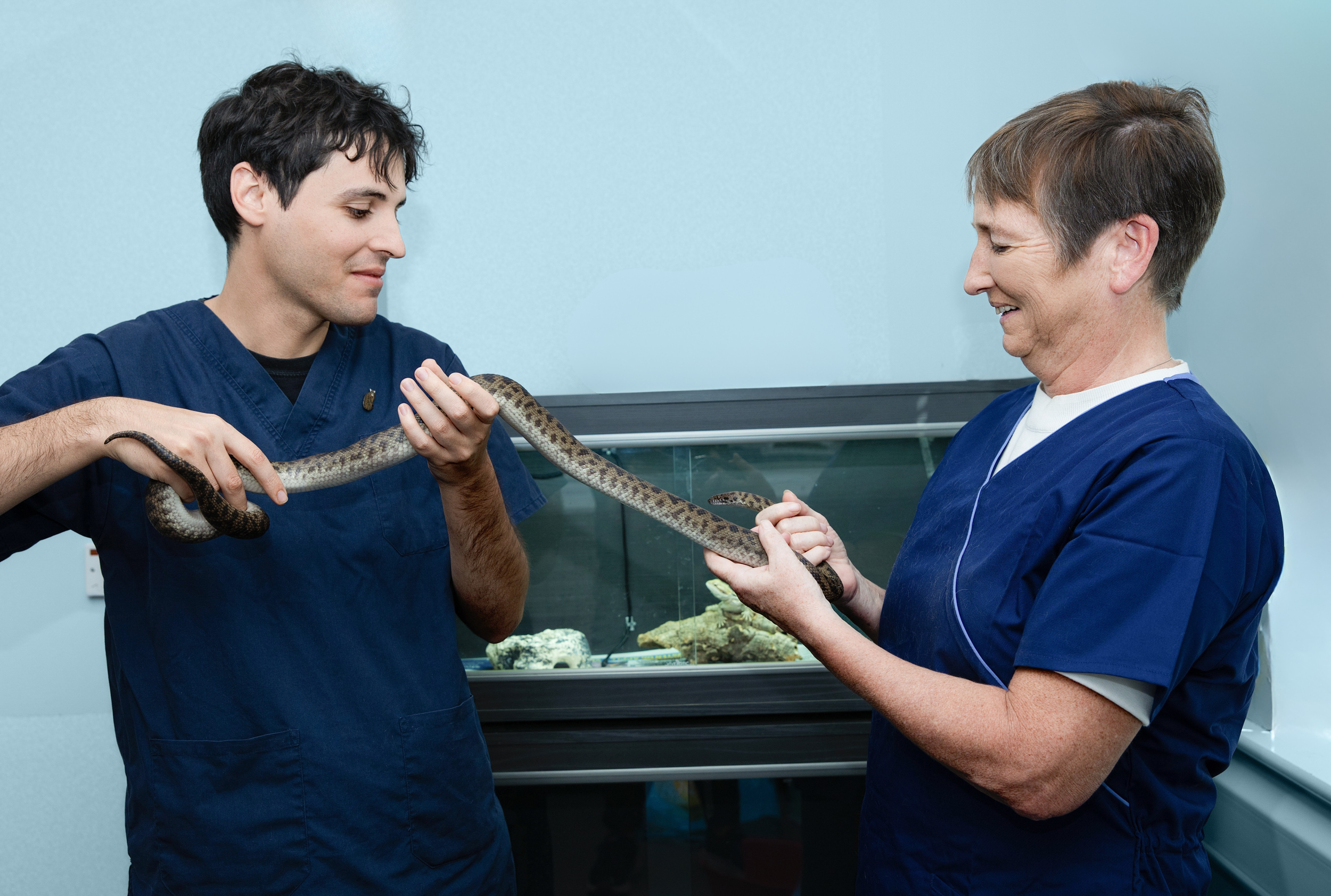 Two veterinary professionals,  handling a snake in a laboratory setting with a vivarium in the background.