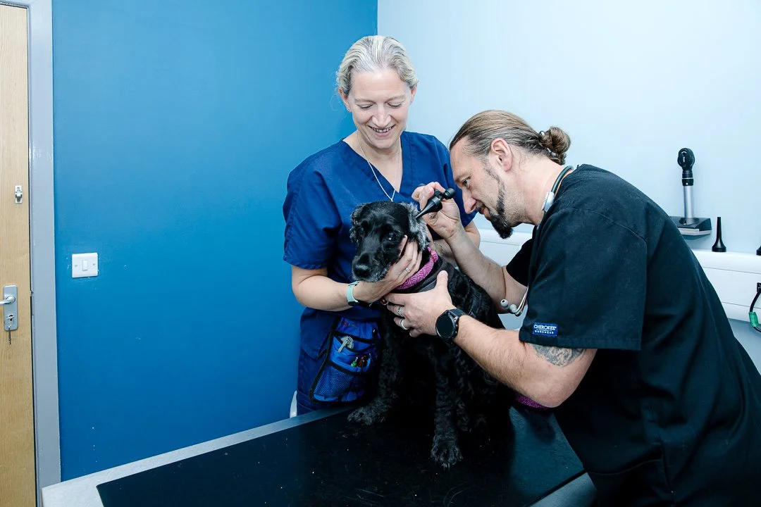 Veterinarian examining a black and white dog for ear health while a nurse holds the dog in a veterinary clinic.