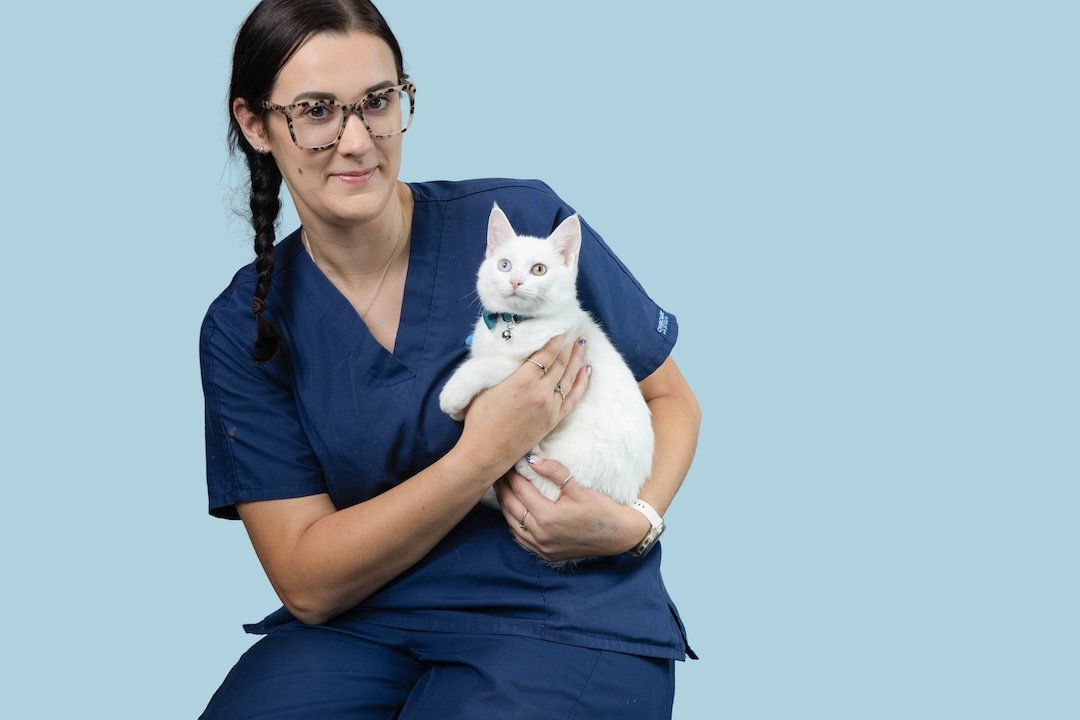 A vet nurse in blue scrubs holding a white cat with blue eyes against a light blue background.