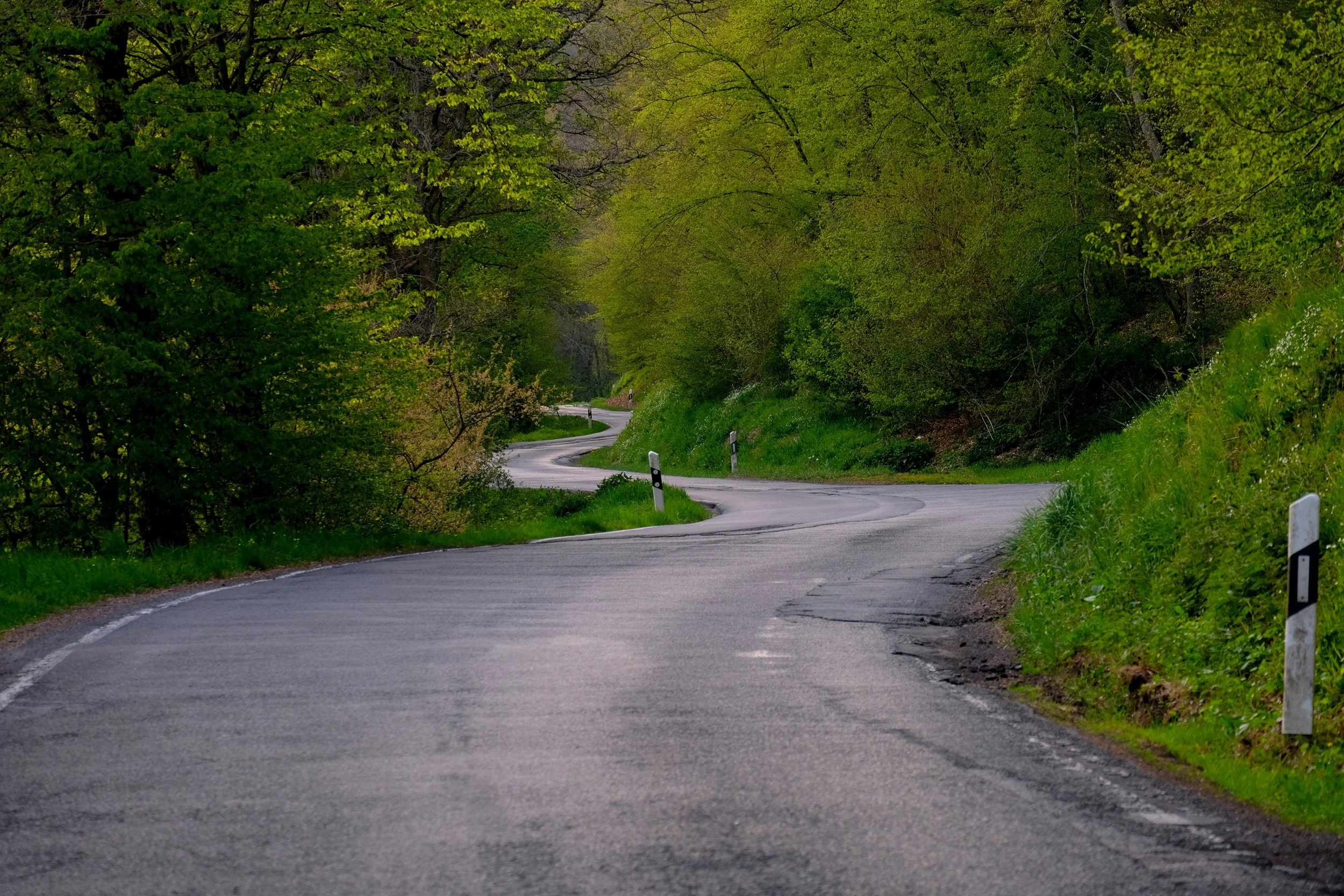 Kurvige asphaltierte Landstraße durch einen grünen Wald, umgeben von Bäumen mit frischen Blättern, kleine weiße Straßenpfosten am Straßenrand.