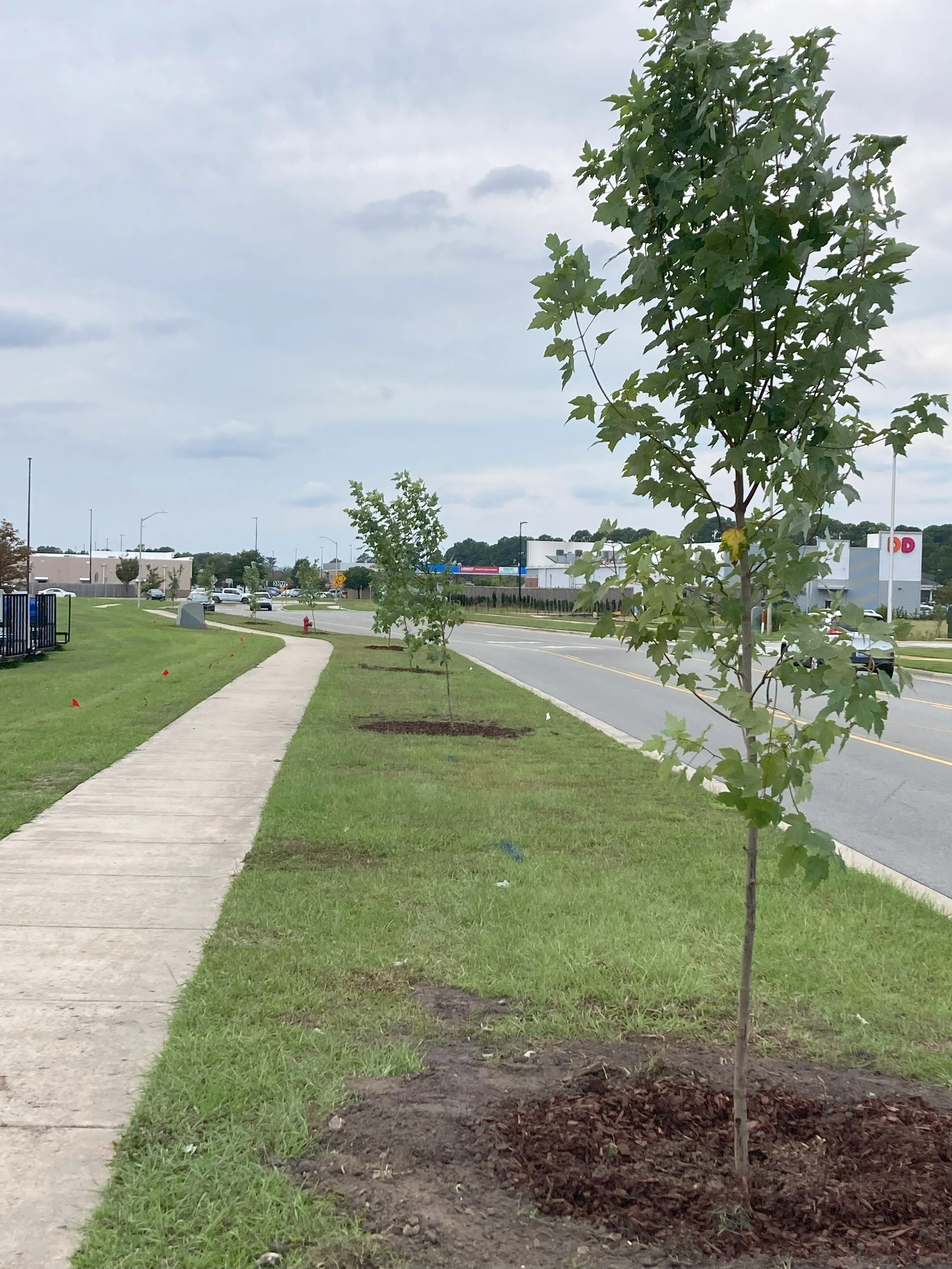 planted trees.jpg