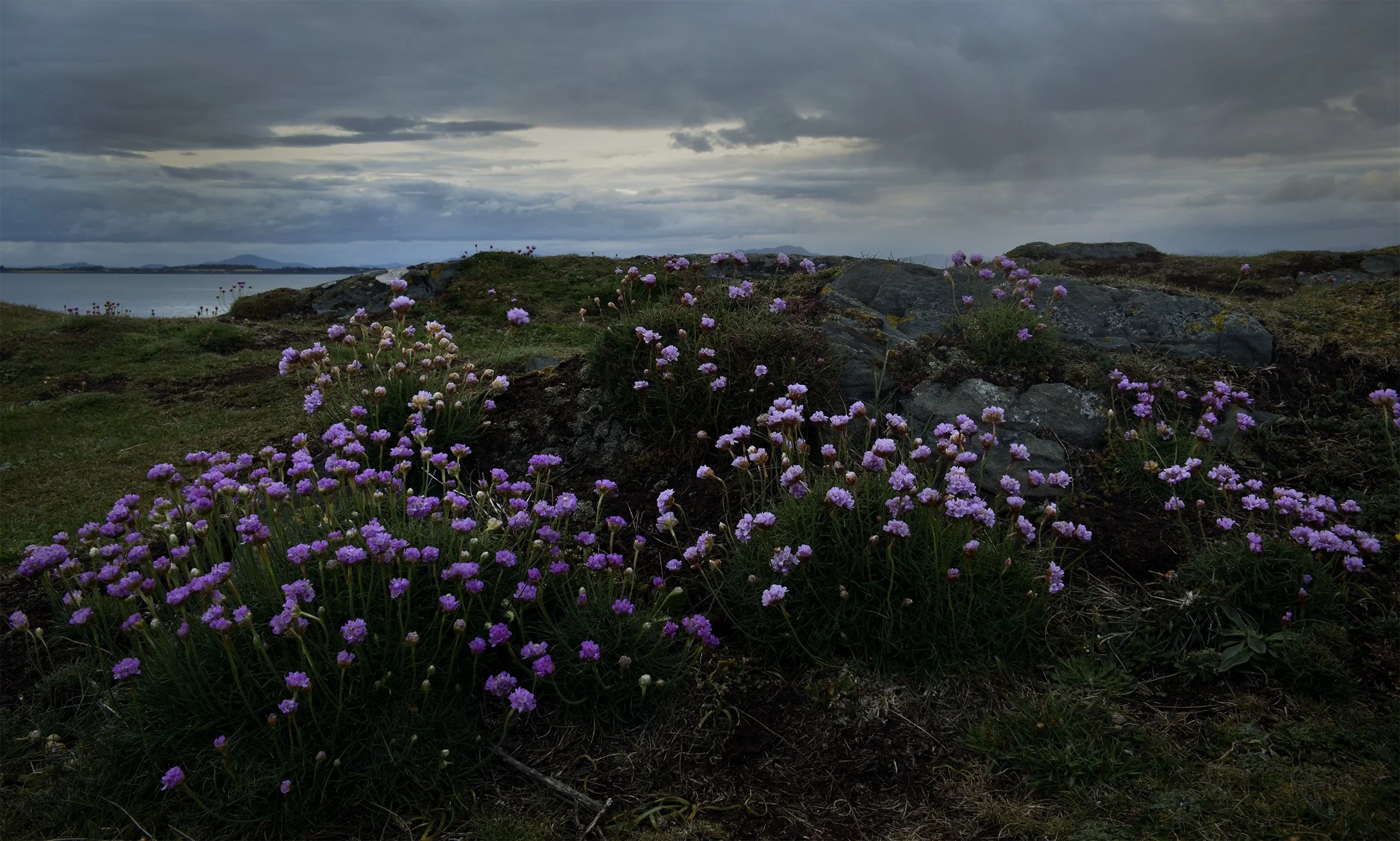 Purple flowers growing among rocks on a coastal landscape under a cloudy sky during daytime.