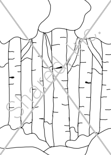 Birch trees.png