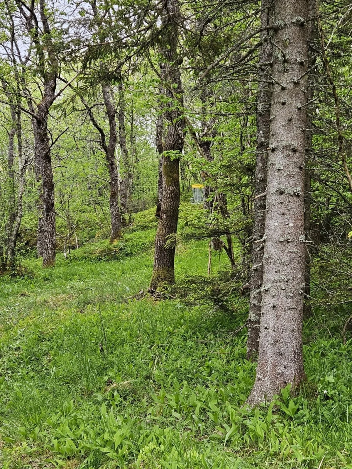 Tjøtta Discgolf