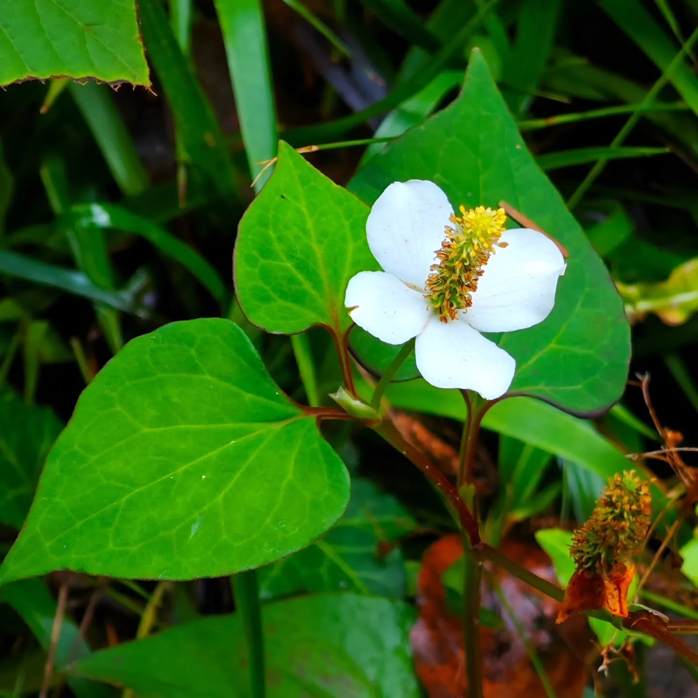 🌿 Houttuynia cordata Thunb. - Eidechsenschwanz 

J&uuml;ngst auf einem alten Friedhof gefunden und festgestellt dass diese eine sehr interessante Pflanze ist...⚕️🌱

Die in Asien verbreitete Heil- und Nahrungspflanze Houttuynia cordata zeigt in zahl