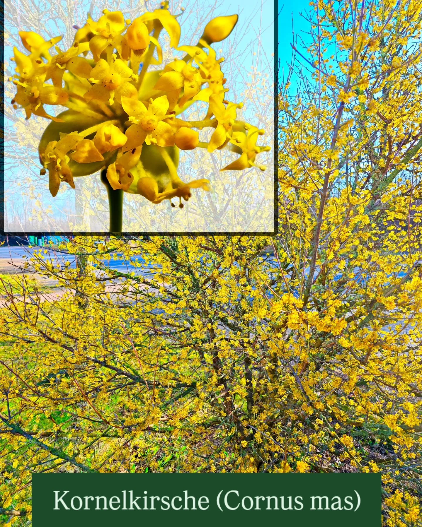 Die Kornelkirsche (Cornus mas)⚕️

🌳Die Kornelkirsche ist eine uralte Kultur- und Wildpflanze mit kulinarischem und medizinischem Nutzen &ndash; erforscht in Ethnobotanik und Phytotherapie.

Kulinarisch:
🍒Reife Fr&uuml;chte schmecken s&uuml;&szlig;-