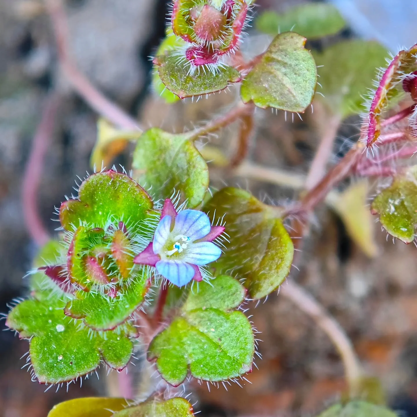 🌱Der Efeubl&auml;ttrige Ehrenpreis (Veronica hederifolia L.) geh&ouml;rt zur vielf&auml;ltigen Pflanzengattung Veronica und besitzt &auml;hnliche volksmedizinische Eigenschaften wie der bekannte Echte Ehrenpreis (V. officinalis).

🏥Medizinisch bede