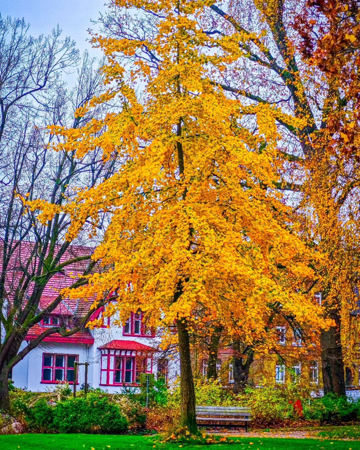 🌿 Ginkgo Biloba &ndash; Heilpflanze mit Geschichte und Zukunft 🌿

Der Ginkgobaum (Ginkgo biloba), auch &bdquo;lebendes Fossil&ldquo; genannt, ist eine der &auml;ltesten Pflanzenarten der Welt, deren Urspr&uuml;nge bis ins Oberdevon vor 300 Millione