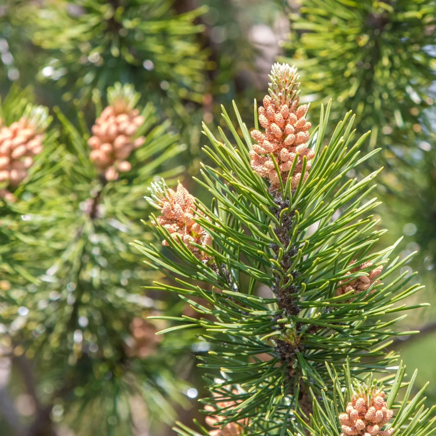 Die Latschenkiefer &ndash; Ein Schatz aus den Alpen 🌲

Die Latschenkiefer (Pinus mugo TURRA) ist ein beeindruckender Strauch, der in den Bergregionen Mitteleuropas beheimatet ist. Mit ihren knief&ouml;rmig gebogenen Zweigen und den charakteristische