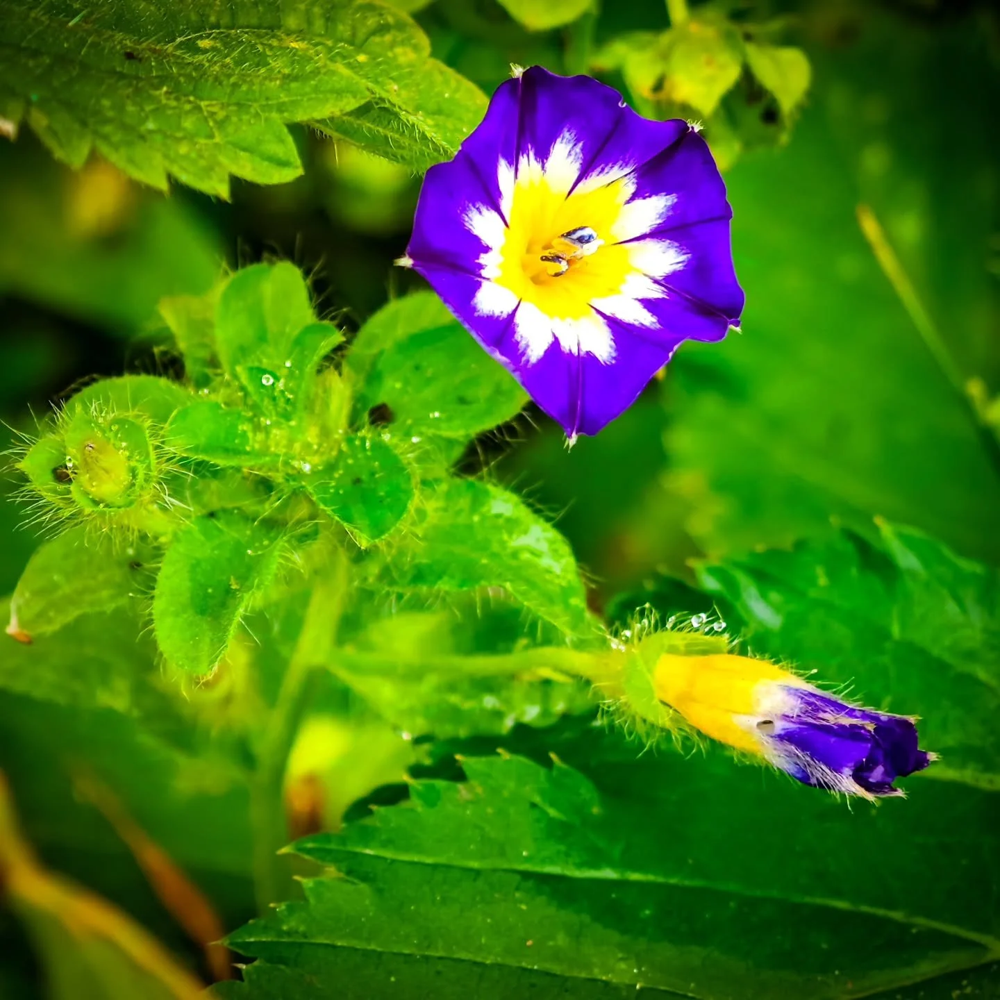 Die Dreifarbige Ackerwinde (Convolvulus tricolor L.), auch Bunte Ackerwinde genannt, ist eine einj&auml;hrige Pflanze aus der Familie der Windengew&auml;chse (Convolvulaceae). Sie stammt urspr&uuml;nglich aus S&uuml;deuropa, wahrscheinlich aus Italie