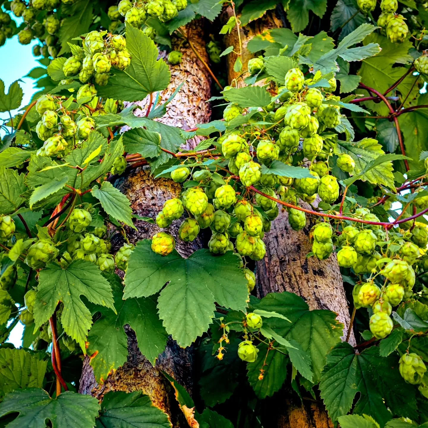 Hopfen &ndash; eine Pflanze der Cannabisgew&auml;chse, die Geschichte schreibt! 🌿✨ Schon der lateinische Name Humulus lupulus l&auml;sst aufhorchen: &bdquo;Humulus&ldquo; leitet sich von &bdquo;humus&ldquo; ab, was &bdquo;Erde&ldquo; bedeutet, w&aum