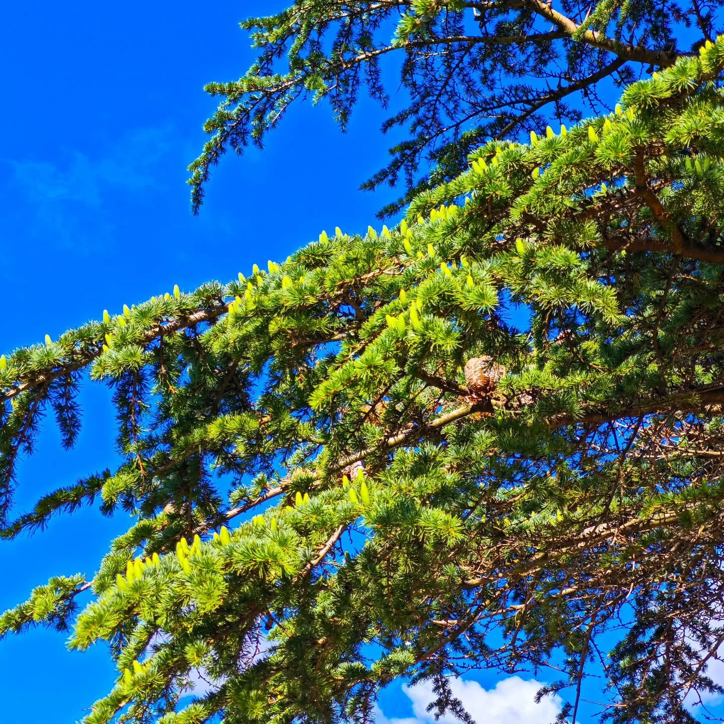 Die Libanonzeder (Cedrus libani) ist ein majest&auml;tischer Baum aus der Familie der Kieferngew&auml;chse (Pinaceae), der vor allem in den Gebirgen des &ouml;stlichen Mittelmeerraums beheimatet ist. Urspr&uuml;nglich aus Regionen wie den Libanonberg