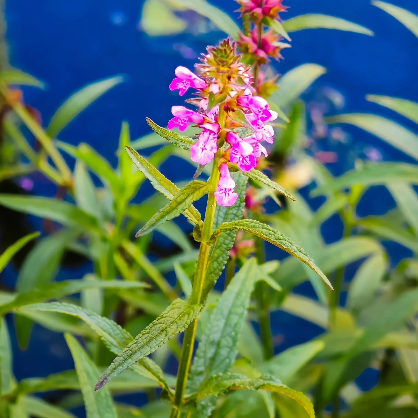 Stachys palustris, bekannt als Sumpf-Ziest, ist eine mehrj&auml;hrige krautige Pflanze aus der Familie der Lippenbl&uuml;tler (Lamiaceae). Der Gattungsname &quot;Stachys&quot; stammt vom griechischen Wort f&uuml;r &quot;&Auml;hre&quot; und bezieht si