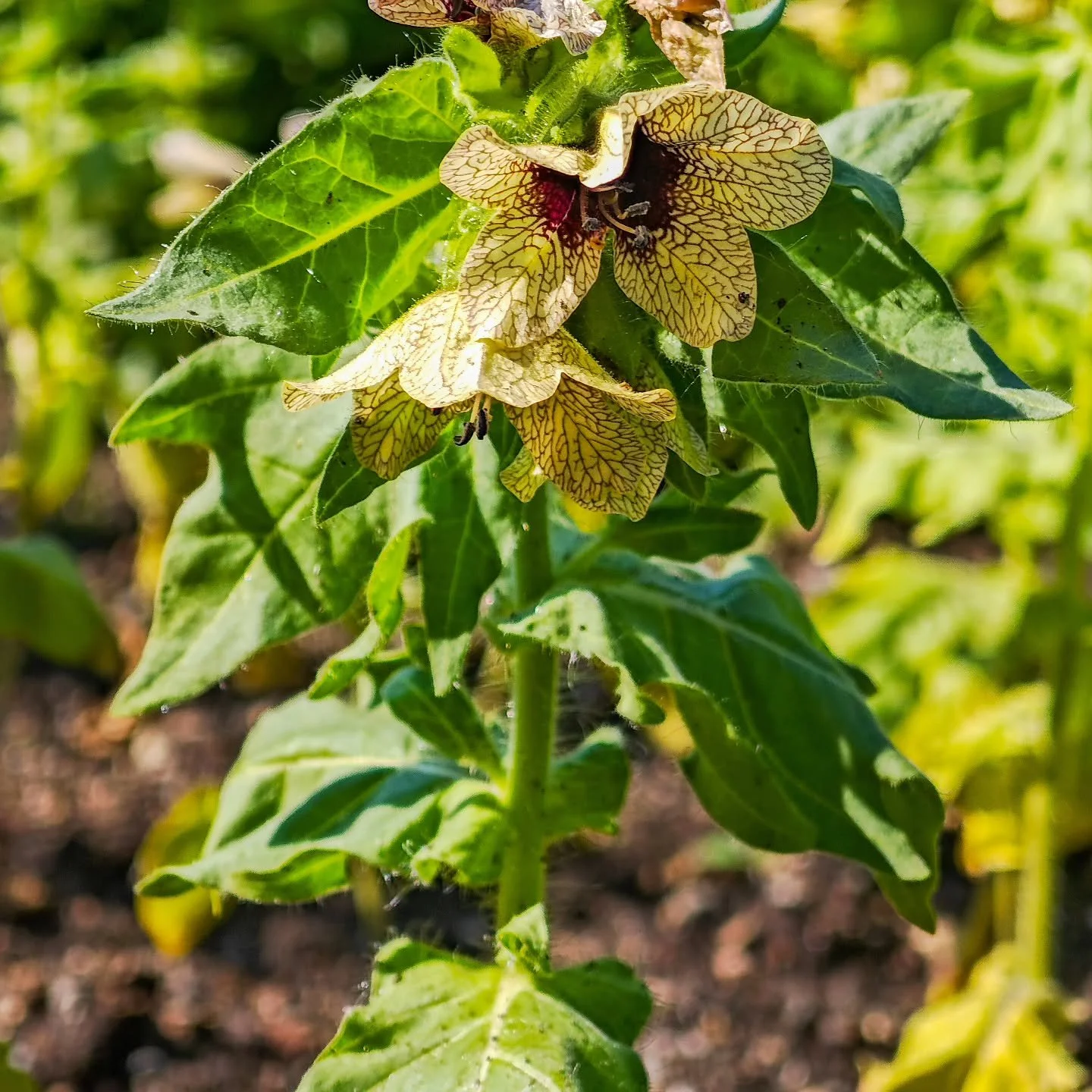 Bilsenkraut

Botanische Bezeichnung und Herkunft:
Das Schwarze Bilsenkraut (Hyoscyamus niger L.) geh&ouml;rt zur Familie der Nachtschattengew&auml;chse (Solanaceae) und ist eine giftige Pflanze, die in Europa, Asien, Nordafrika und eingeschleppt in N