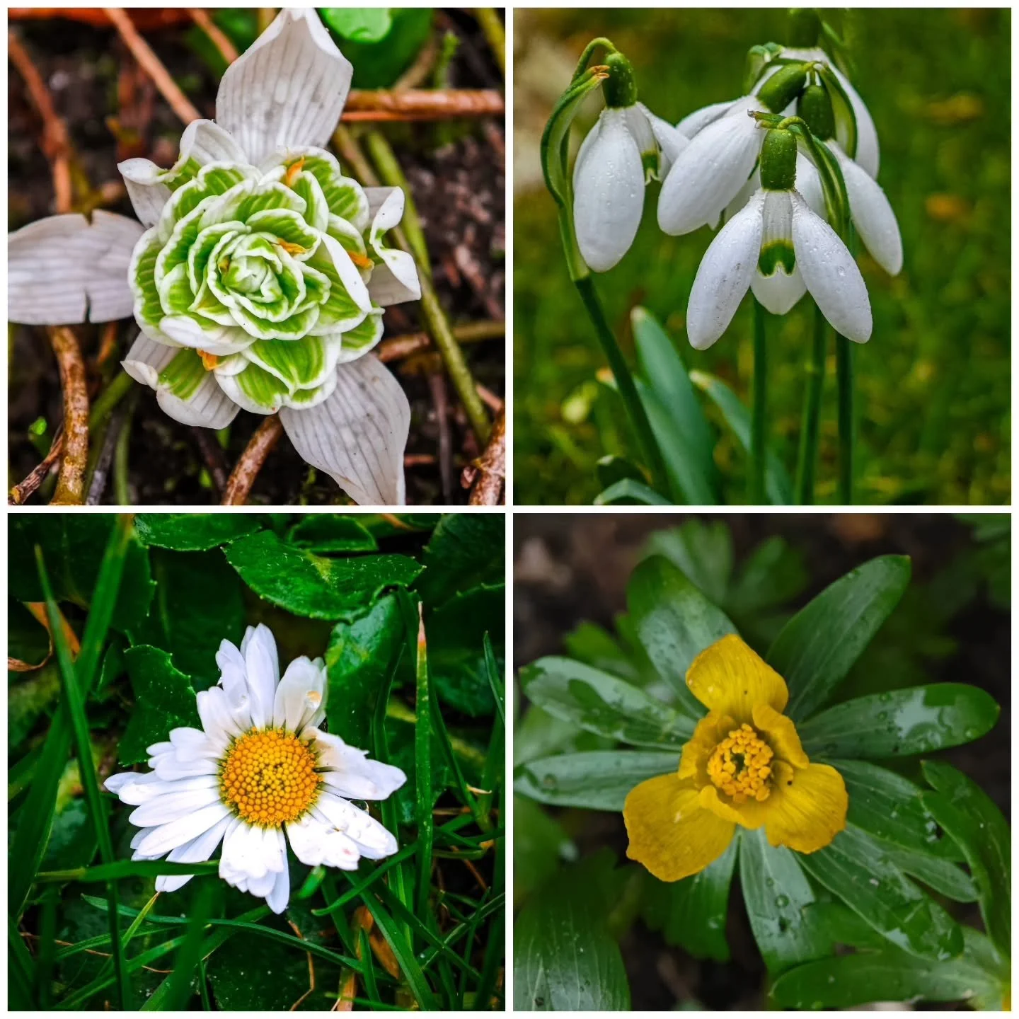 Exkurs Blutenph&auml;nologie: 🌷💐Die Bl&uuml;hph&auml;nologie ist ein wichtiges &ouml;kologisches Merkmal von Pflanzen. Bl&uuml;hzeiten sind wichtig f&uuml;r die Best&auml;ubung und die Samenproduktion und damit f&uuml;r die Fortpflanzung der Arten.