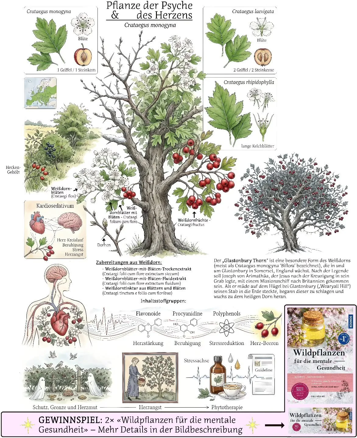 Heute &ouml;ffnet sich ein besonderes T&uuml;rchen im Adventskalender:� Ich verlose 2 Exemplare von &bdquo;Wildpflanzen f&uuml;r die mentale Gesundheit &ndash; 24 Pflanzen sammeln, zubereiten und nutzen&ldquo;. (Link zum Buch https://amzn.eu/d/6E29dt