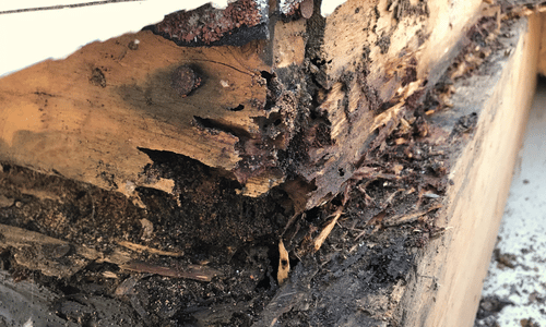 Inactive Termite Damage in Austin Homes