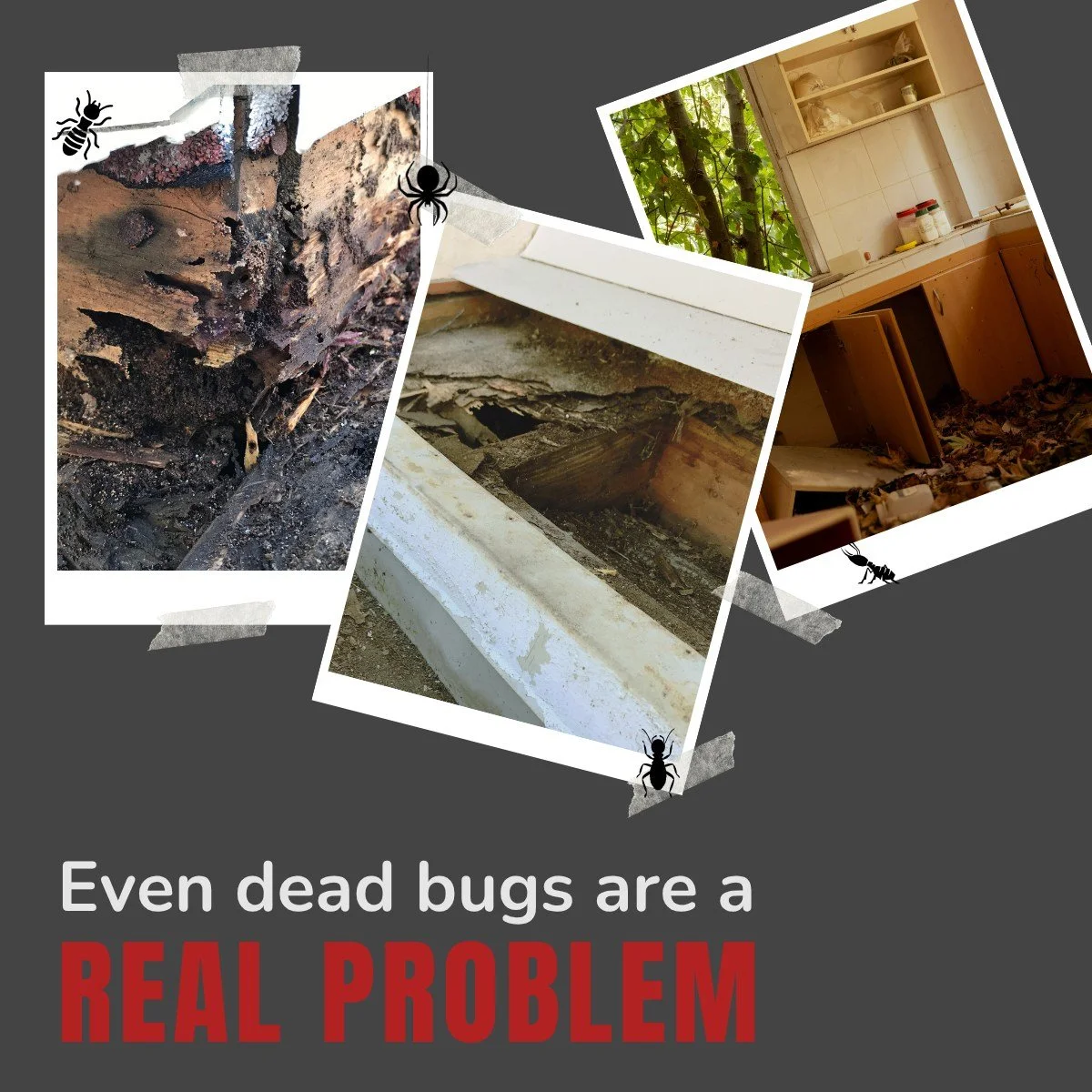 Fact: dead bugs are better than live bugs. 💀
Fact: wood damage doesn't heal itself. 🤨

🐜 We're opening up the walls on how termites and other wood destroying insects leave a lasting scar on Central Texas homes. 🔗 new blog post in bio