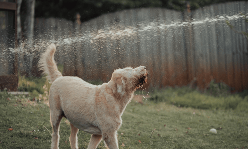 Functioning sprinklers after sprinkler and irrigation inspection by licensed home inspector
