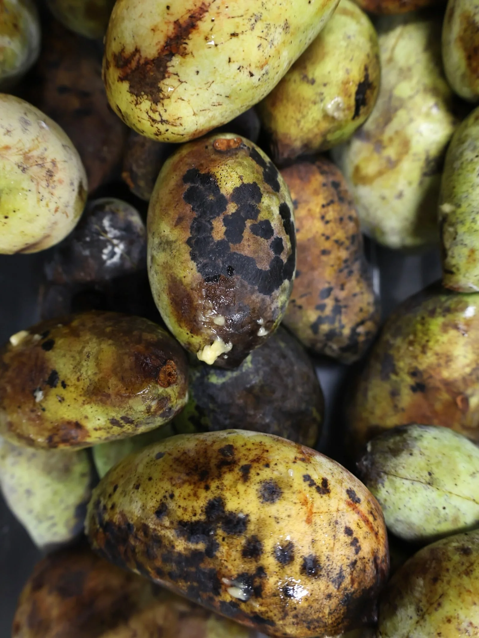 Because we&rsquo;re both in love with Kentucky and the fruit that it bears for us, it&rsquo;s a no brainer collab. Be on the lookout for our hand-processed partnership cider, coming soon ✨ #papaws