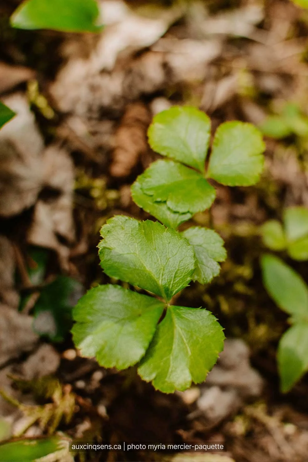 plante-au-sol-lors-de-l-activite-conte-des-ours-des-montagnes-et-parcours-des-plantes-medicinales-autochtones-aspect23.jpg