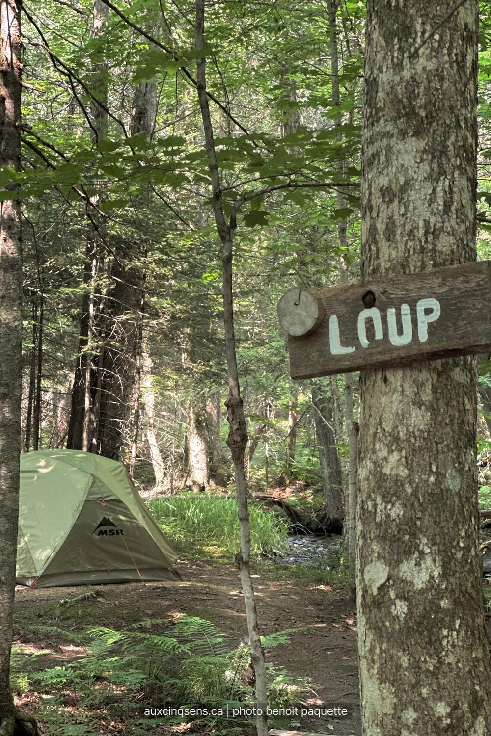 foret-et-emplacement-de-tente-loup-aspect23.jpg