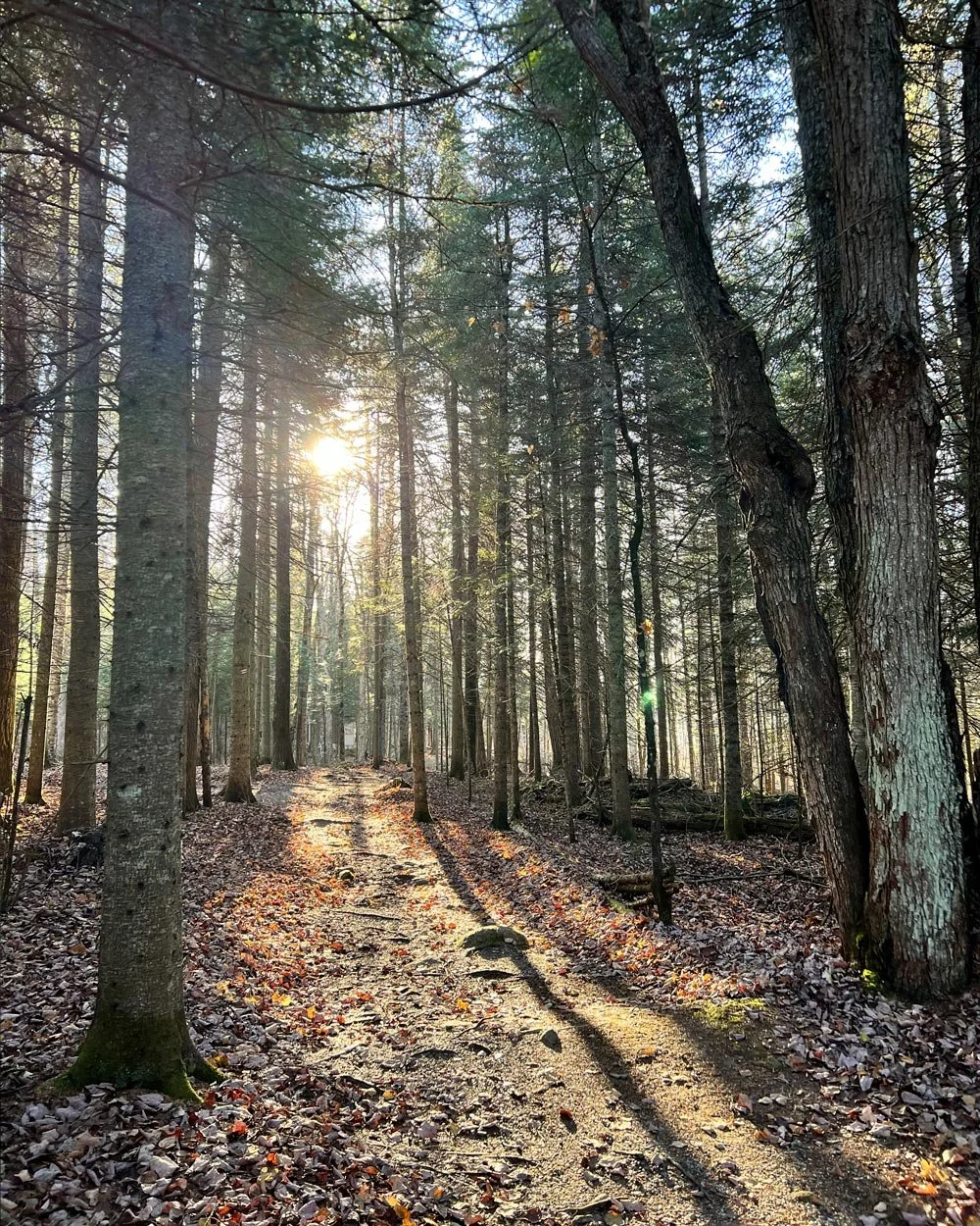 Forest path at sunrise in the Forêt Aux Cinq Sens in Piopolis