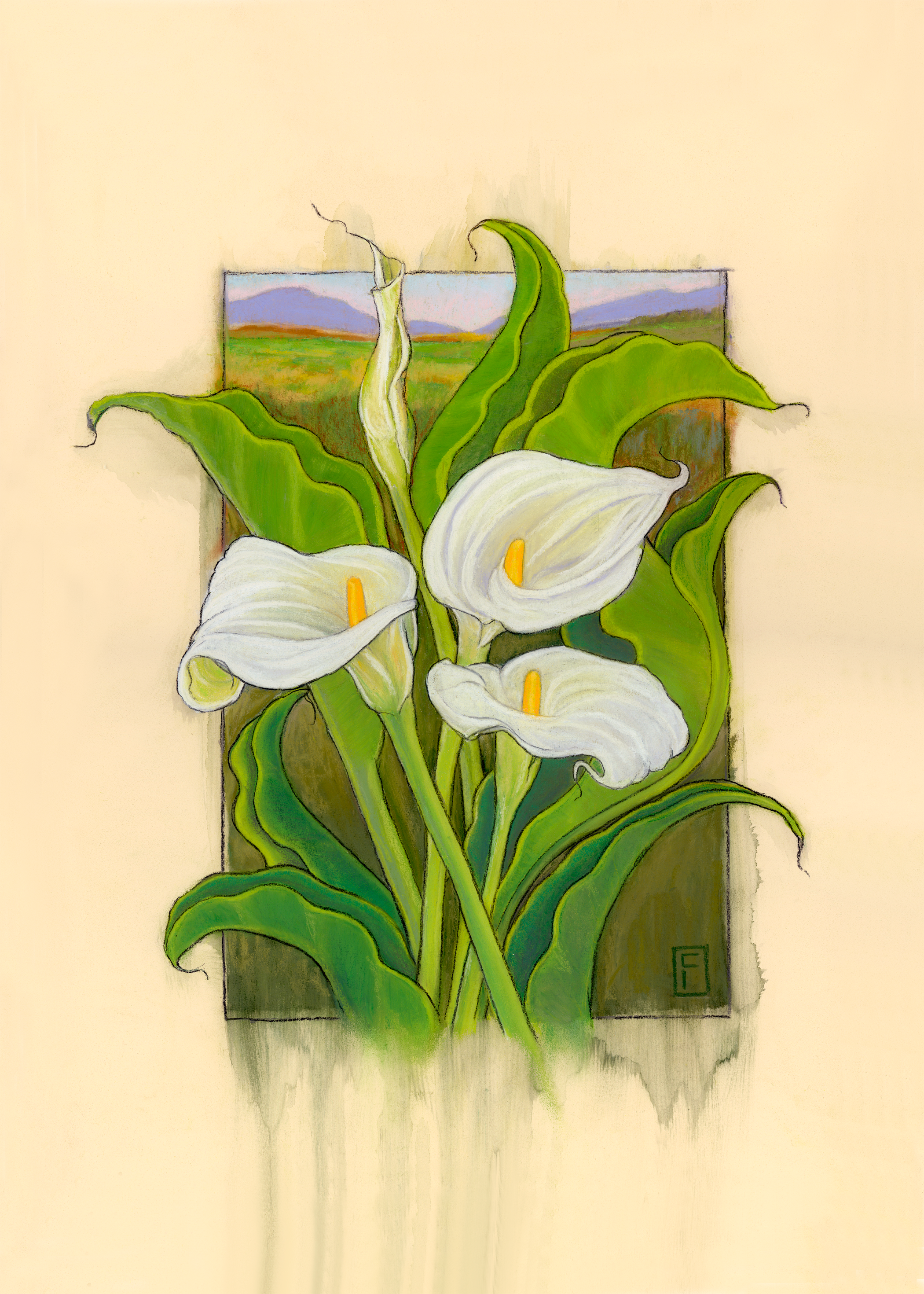 Sonoma Cala Lilies, (c) Chris Field