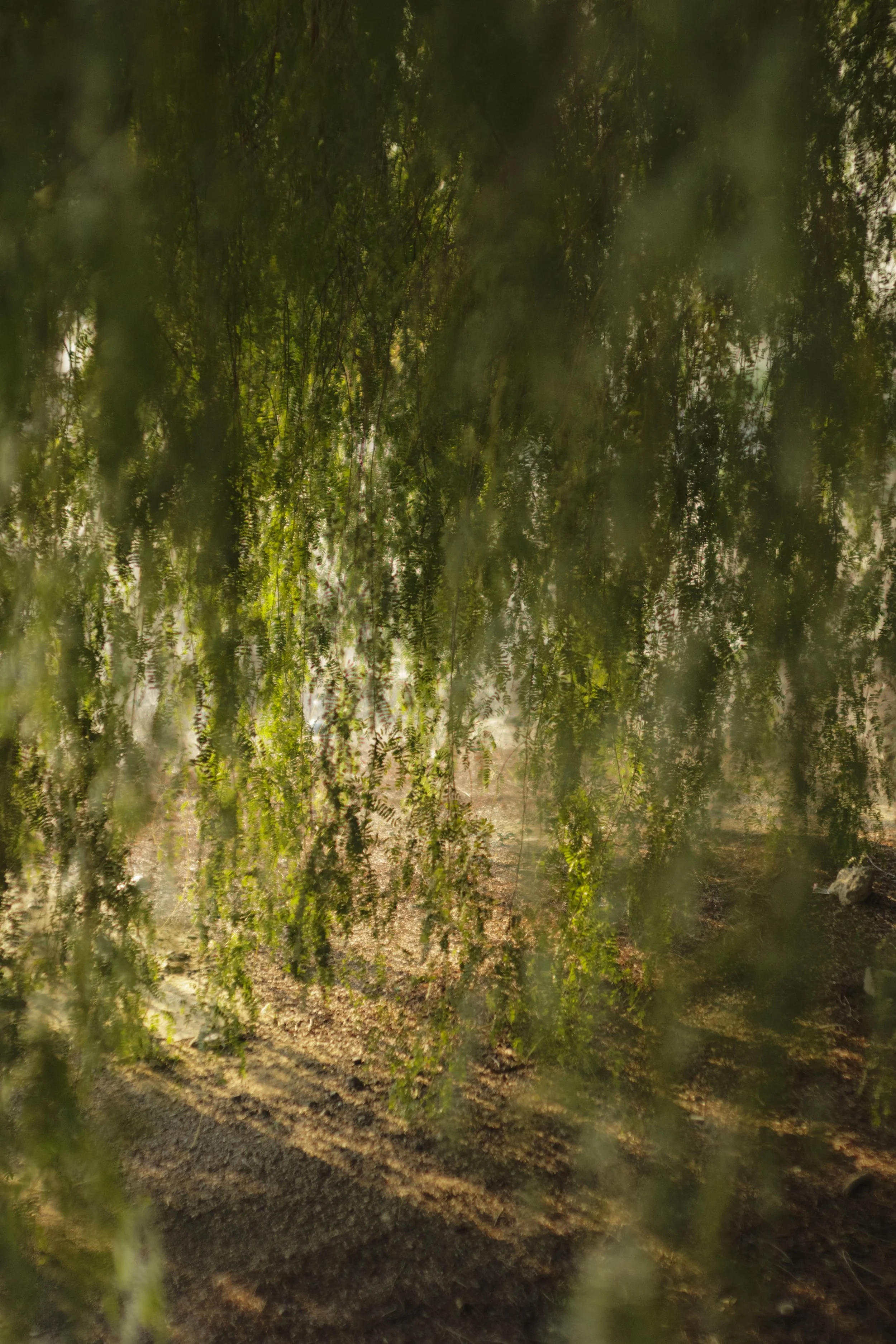 ADN-Understory-26FEB-preview.jpg