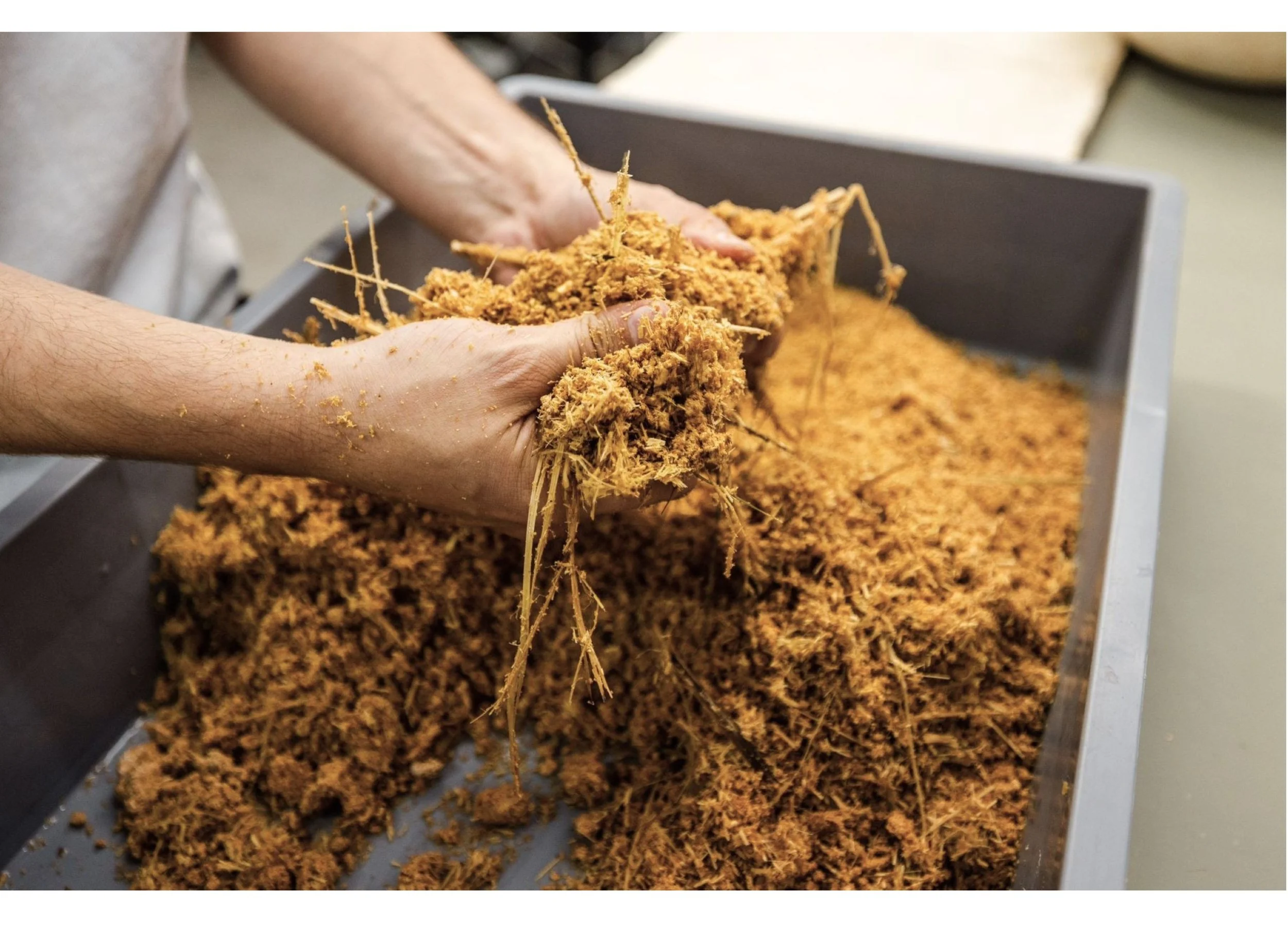 ReRoot embodies regenerative design by imagining an ecological vernacular that uses mycelium—a material derived from fungi grown on local palm waste—as a primary construction material.