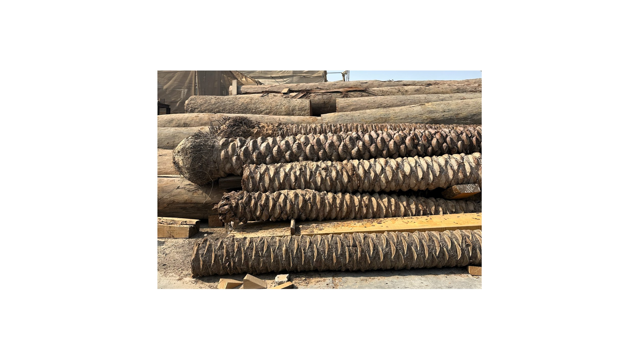 studioda - TARABOT 5.jpg