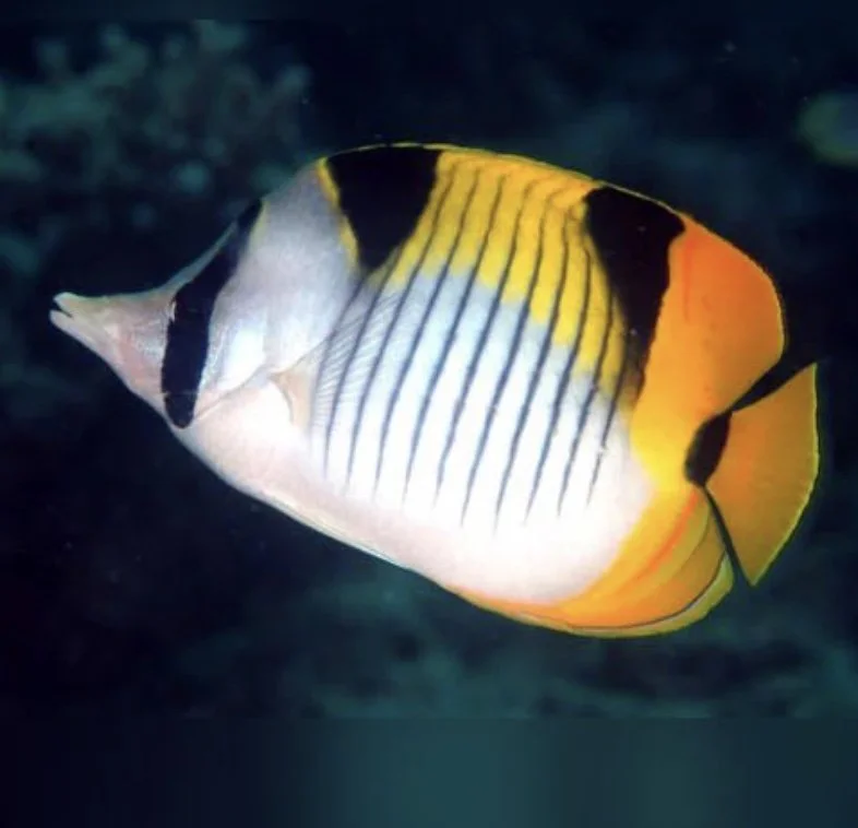 Image 7-31-24 at 5.19 PM.jpeg