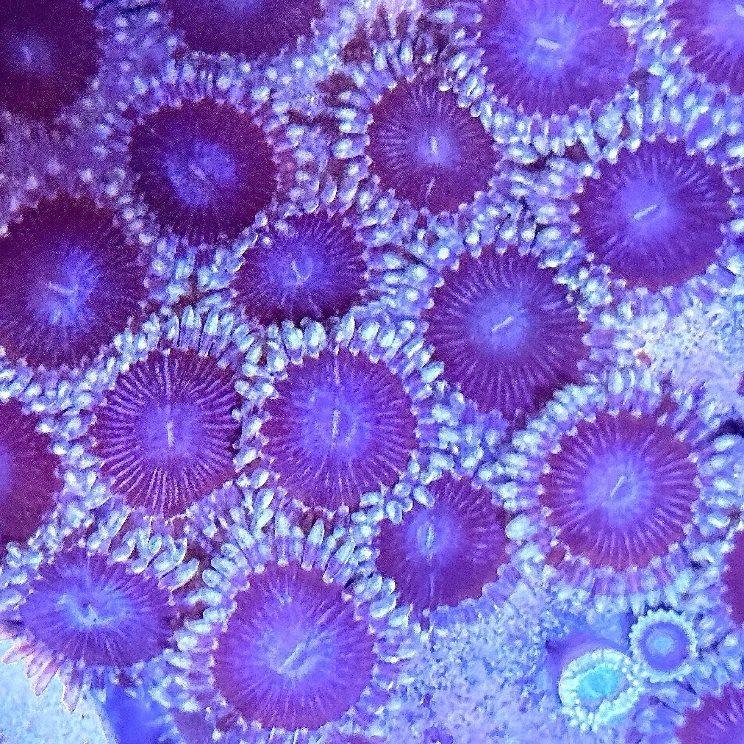 Black People Eater Zoanthids displaying high-contrast black and white polyp coloration