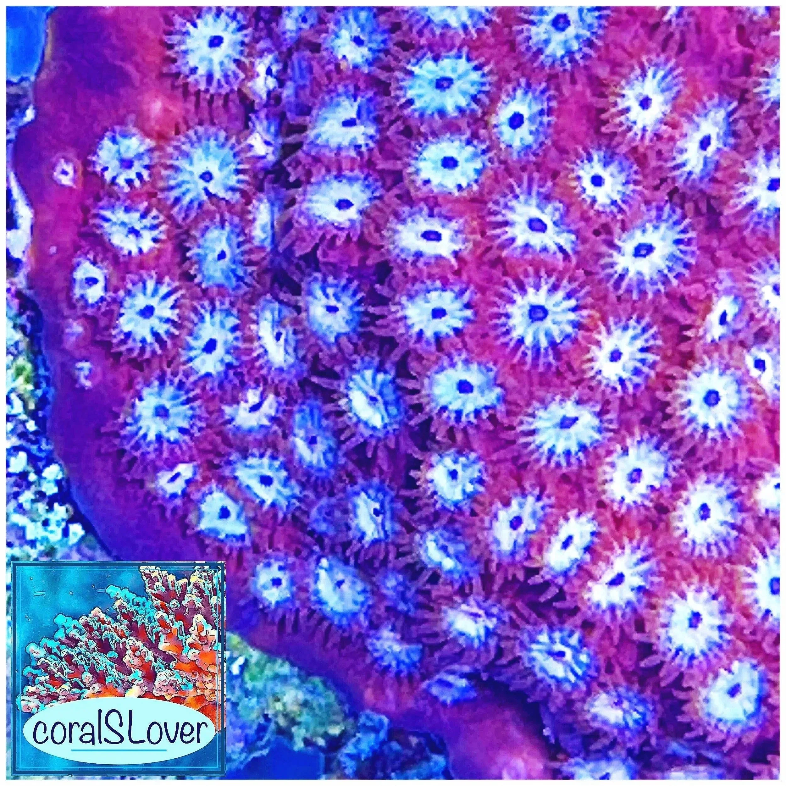 coralSLover® Peppermint Cyphastrea SPS coral rich pink color and fully healed aquacultured frag
