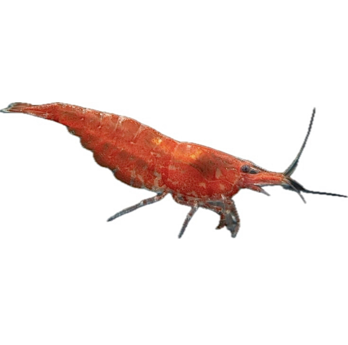 Screenshot 2025-11-10 at 5.31.53 PM.png