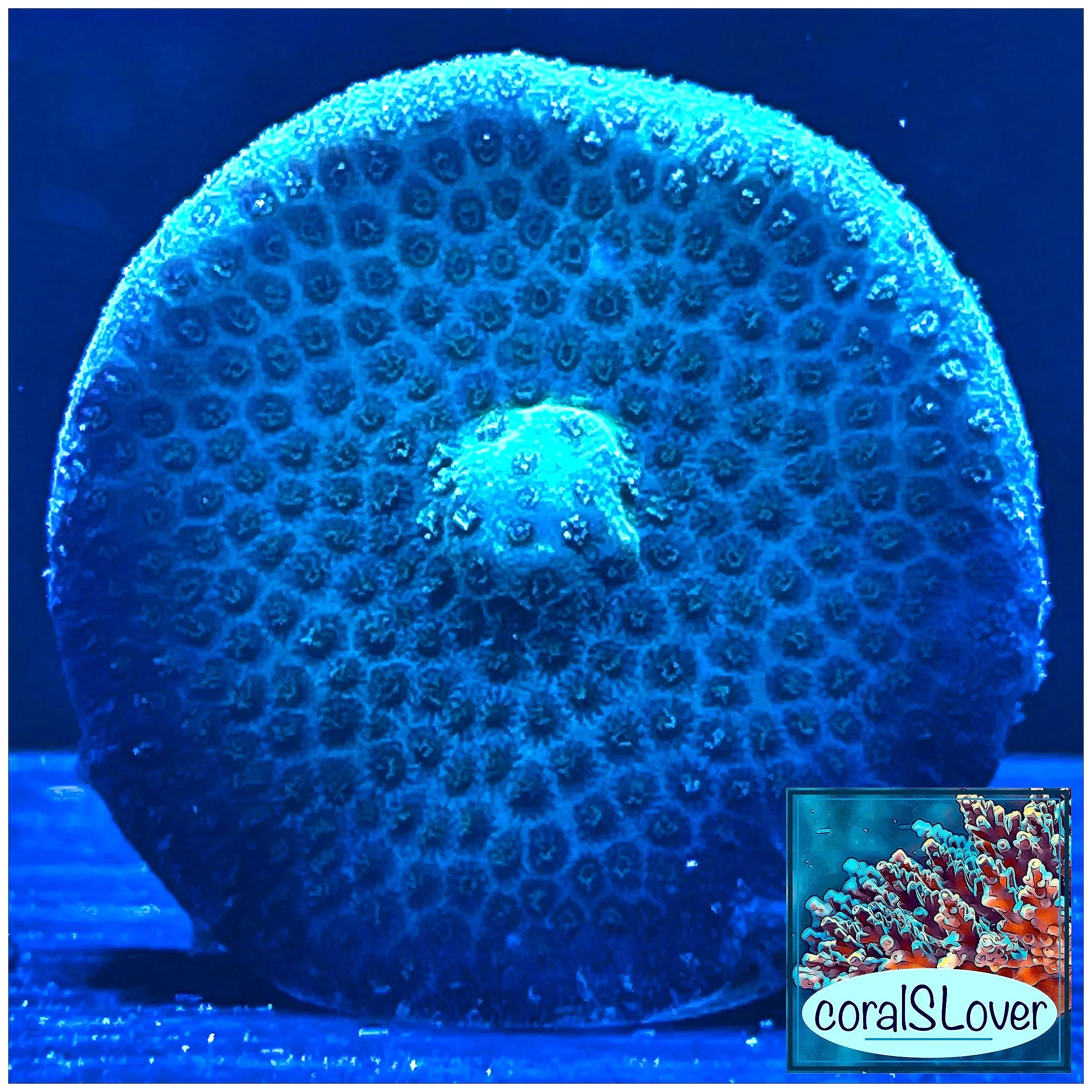 Close-up Green Velvet Montipora showing smooth velvety surface and fine texture