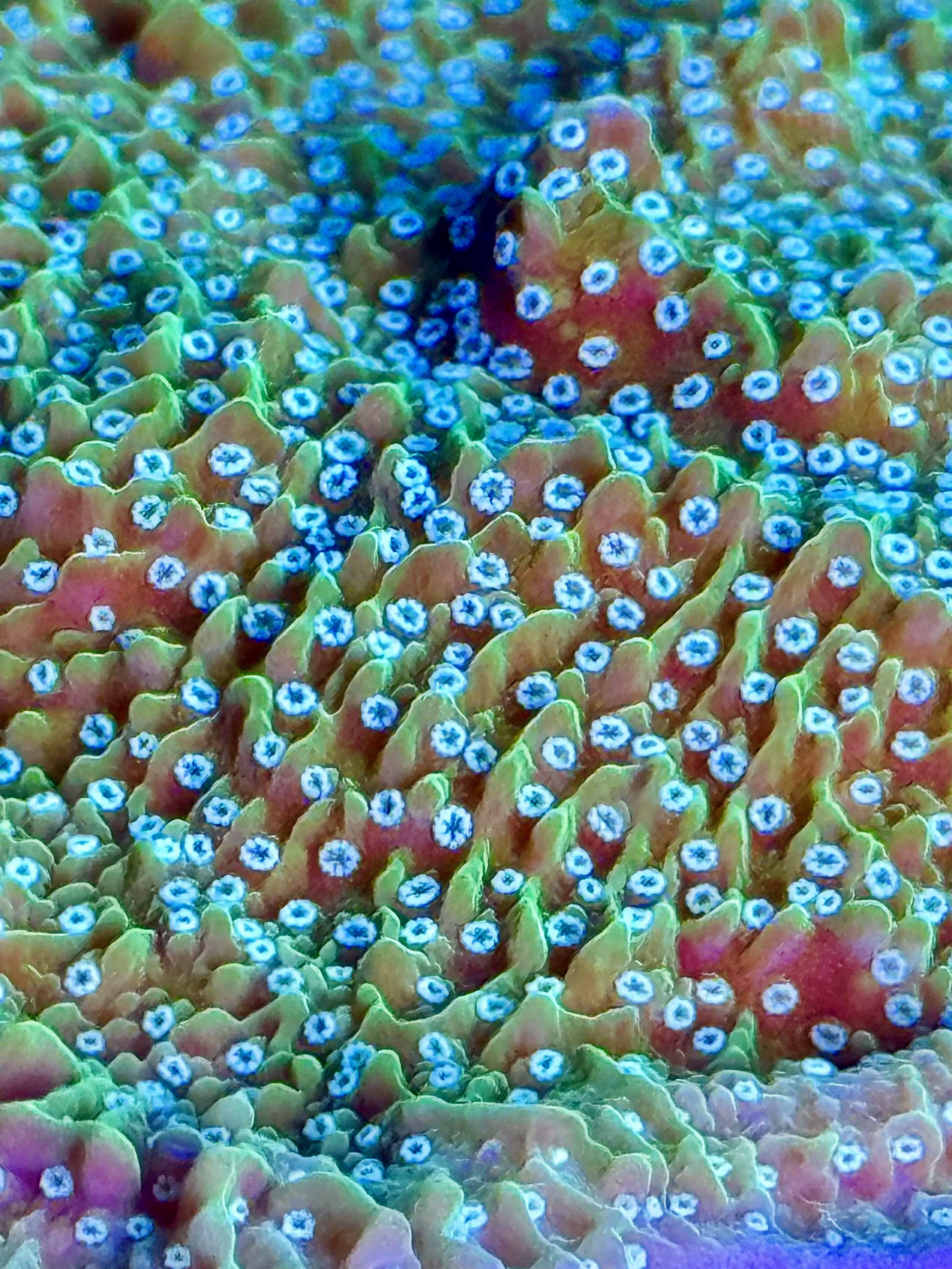 Close-up Montipora capricornis showing ruffled plate edges and layered growth